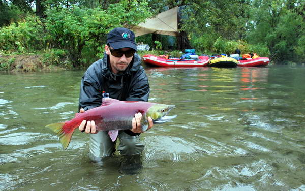 losos nerka - sockeye, female