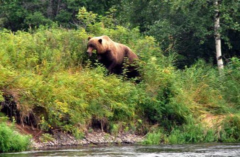 medved na brehu reky