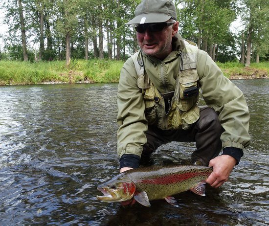 pstruh duhovy - rainbow trout 60 cm