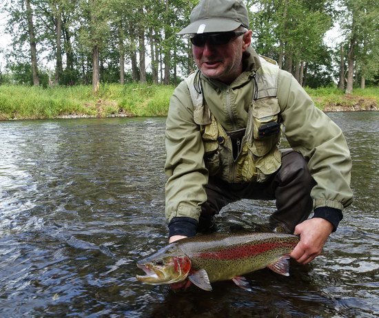 pstruh duhovy - rainbow trout 60 cm pstruh duhovy - rainbow trout 60 cm