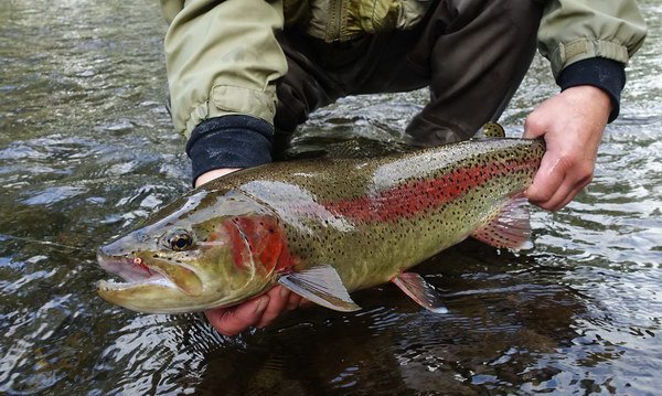 pstruh duhovy - rainbow trout 60 cm