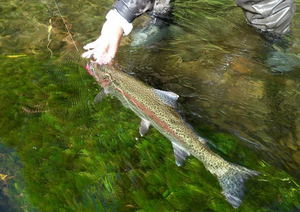 pstruh duhovy - rainbow trout 60 cm pstruh duhovy - rainbow trout 60 cm