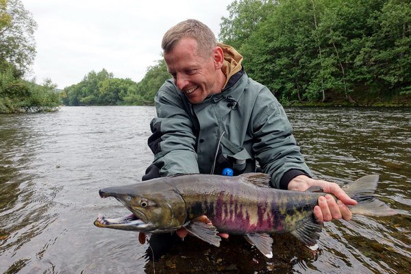 losos keta - dog - chum salmon losos keta - dog - chum salmon