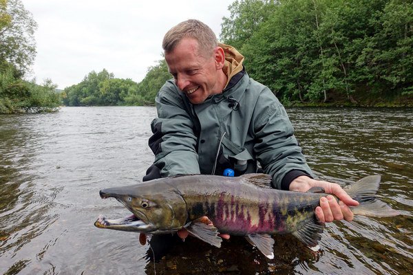 losos keta - dog - chum salmon