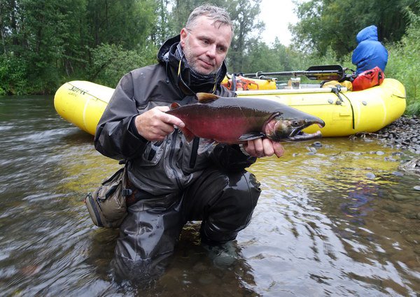 losos kisuc - coho salmon