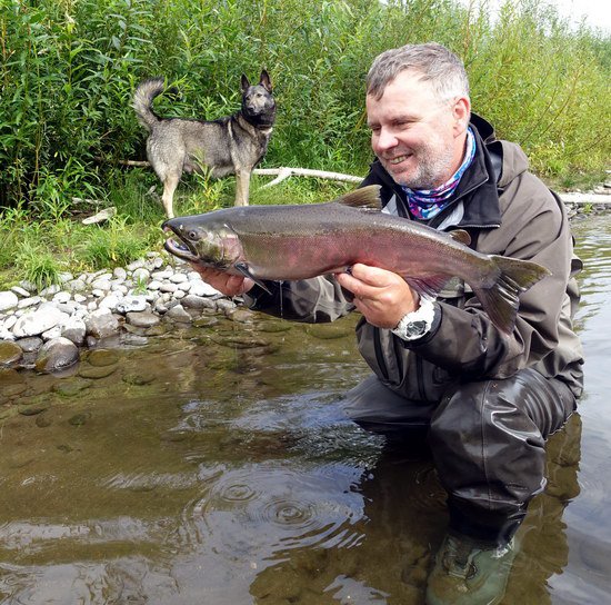 losos kisuc - coho salmon