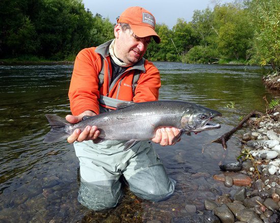 losos kisuc - coho salmon