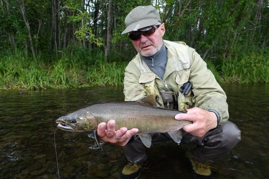 losos kisuc - coho salmon