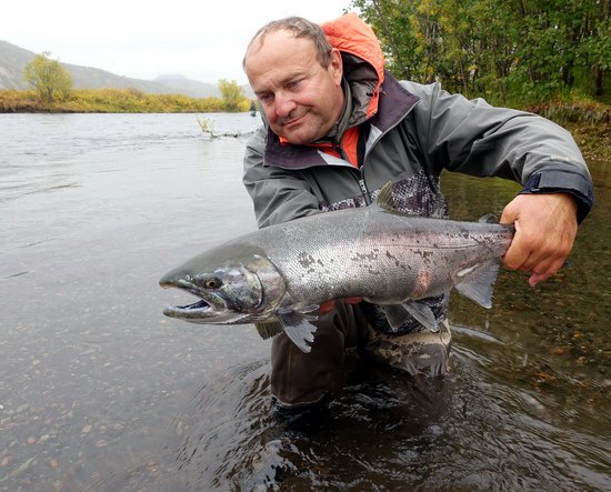 losos kisuc - coho salmon