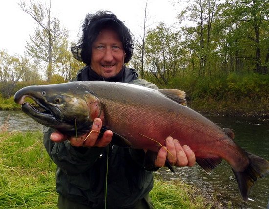 losos kisuc - coho salmon