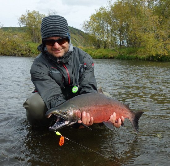 losos kisuc - coho salmon