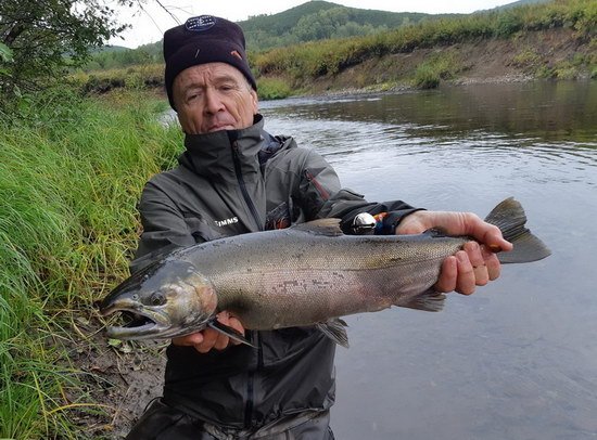 losos kisuc - coho salmon