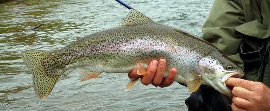 pstruh duhovy - rainbowtrout