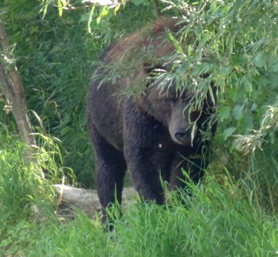 adult bear on rivershore