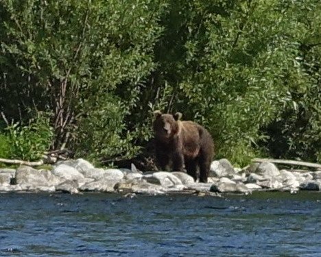 mlady medved na brehu reky