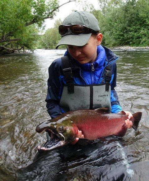 losos kisuc - coho salmon, mlicak