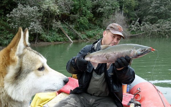 losos kisuc - coho salmon, jikrnacka z podzimniho tahu