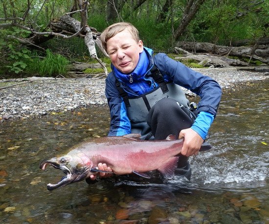 losos kisuc - coho salmon, mlicak