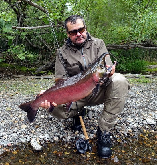 losos kisuc - coho salmon, mlicak