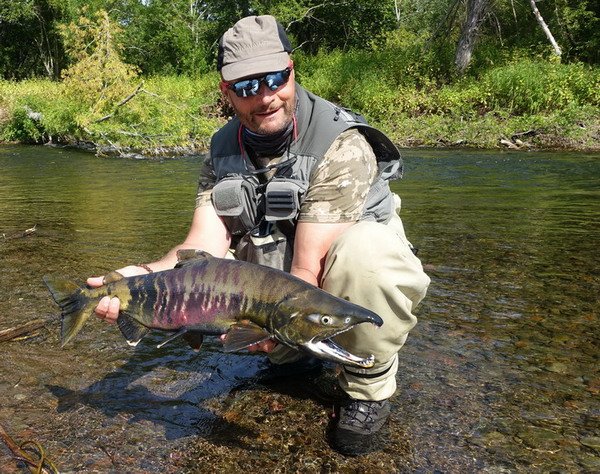 losos keta - chum salmon, mlicak - male