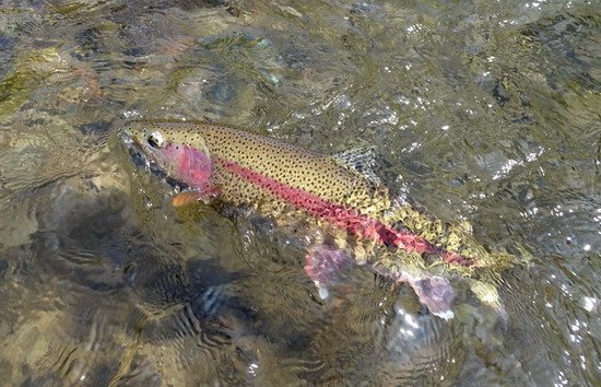 pstruh duhovy - rainbowtrout