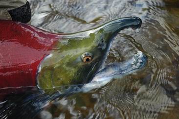 losos nerka (sockeye - red)