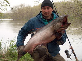 king salmon (chinook), Kamchatka