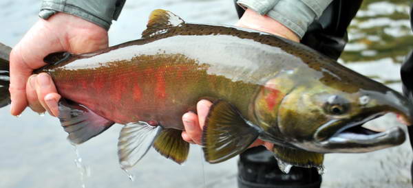 losos sima - masou - cherry salmon