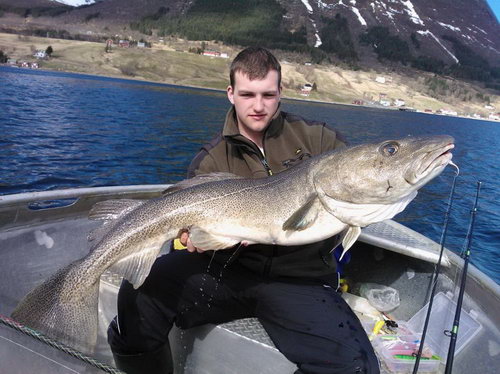 treska obecna, kveten v kraji Nordland