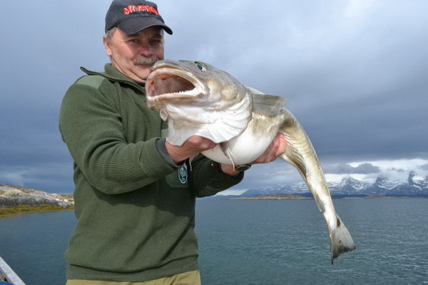 treska obecna, kveten v kraji Nordland treska obecna, kveten v kraji Nordland