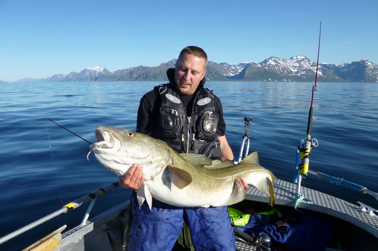Treska obecna 137 cm, 26 kg, ulovena u Loppy 5.6., lovec Tomas Nakladal Treska obecna 137 cm, 26 kg, ulovena u Loppy 5.6., lovec Tomas Nakladal