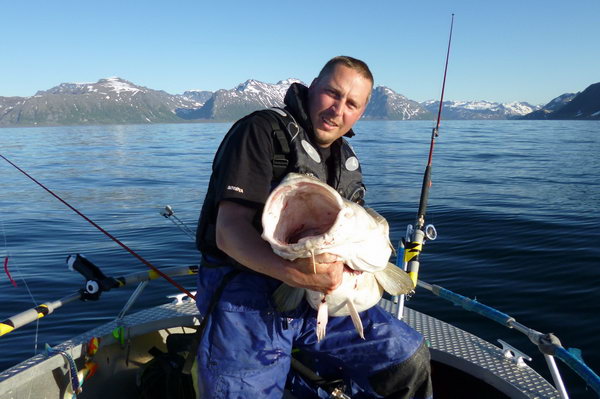 Treska obecna 137 cm, 26 kg, ulovena u Loppy 5.6., lovec Tomas Nakladal Treska obecna 137 cm, 26 kg, ulovena u Loppy 5.6., lovec Tomas Nakladal