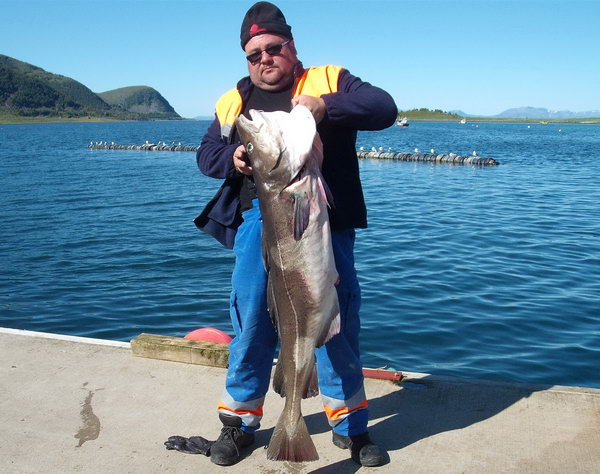 treska obecna 130 cm, 22 kg ulovena na pilker 26.6. treska obecna 130 cm, 22 kg ulovena na pilker 26.6.
