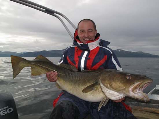 treska obecna 133 cm ulovena na pilkr Solvkrokken treska obecna 133 cm ulovena na pilkr Solvkrokken