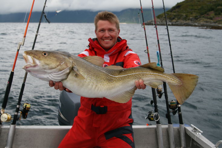 cervencova treska z Lyngenfjordu cervencova treska z Lyngenfjordu