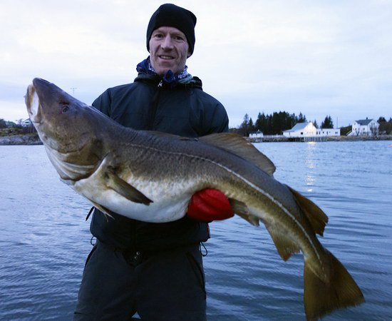 jarni - unorova treska obecna 120 cm jarni - unorova treska obecna 120 cm