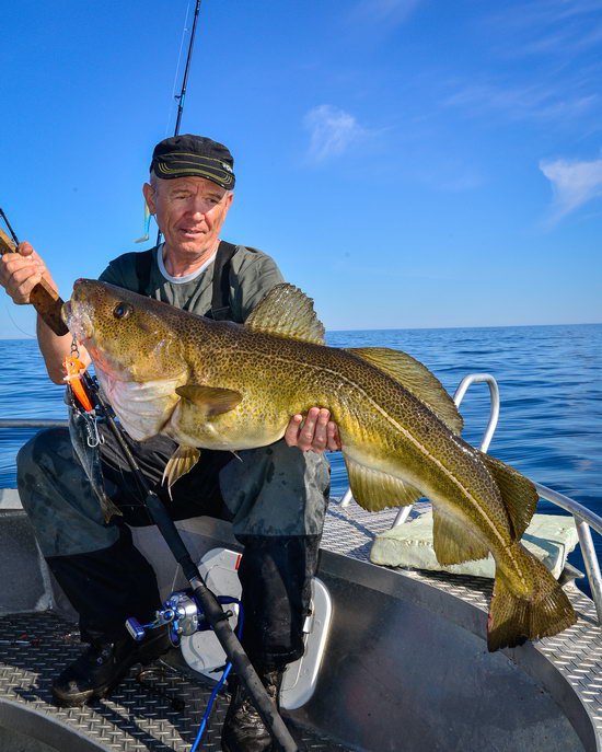 treska obecna 110 cm ulovena v cervenci