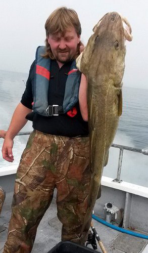 treska obecna 120 cm, cervenec v Lyngenfjordu treska obecna 120 cm, cervenec v Lyngenfjordu