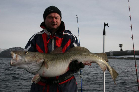 skrei - treska obecna ulovena na pilkr v breznu