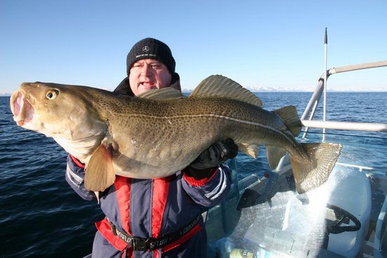 skrei - jarni treska obecna ulovena v breznu, Vestfjord