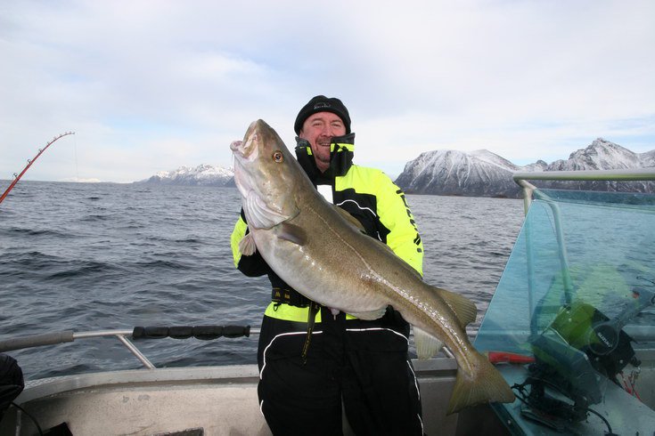 skrei - jarni treska obecna ulovena v breznu, Vestfjord