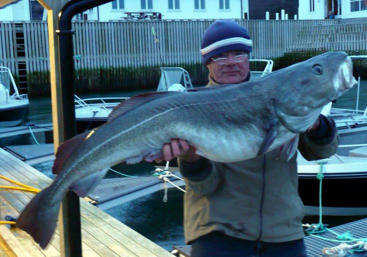 treska obecna 25 kg, brezen treska obecna 25 kg, brezen