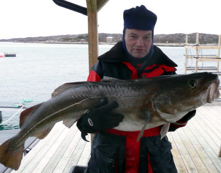 treska obecna 25 kg, brezen