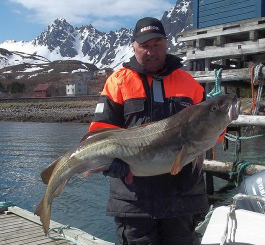 treska obecna 131 cm, 21 kg ulovena v cervnu