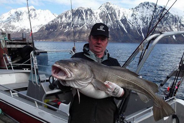 treska obecna 120 cm, kveten treska obecna 120 cm, kveten