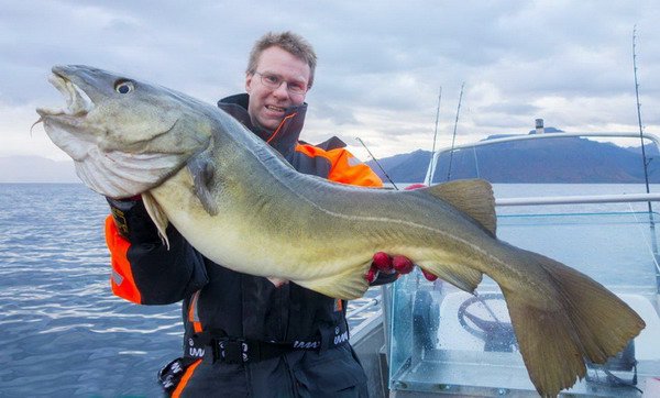 treska obecna - zari v kraji Finnmark treska obecna - zari v kraji Finnmark