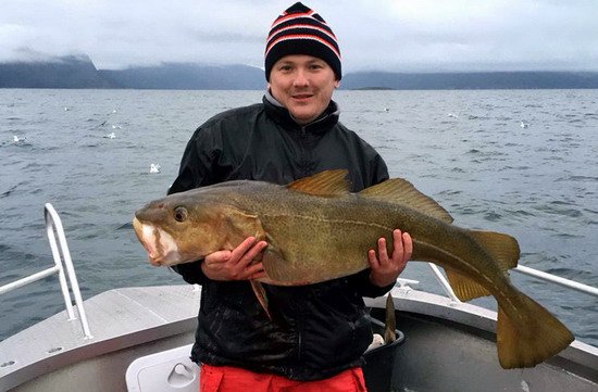 treska obecna 125 cm z Andfjordu treska obecna 125 cm z Andfjordu