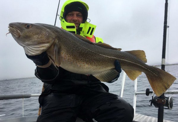 treska obecna z fjordu u Hennes treska obecna z fjordu u Hennes