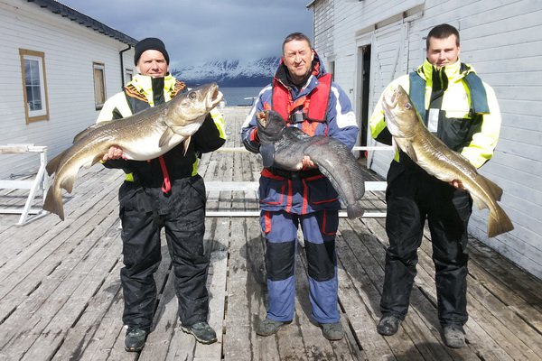 Treska obecna 17 kg a o 10 kg lehci vlkous a treska