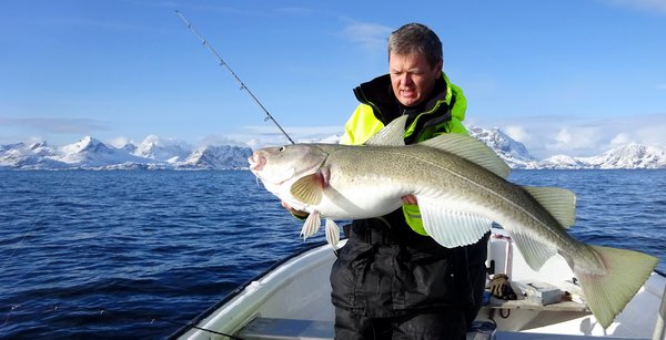 skrei - brezen na Lofotech